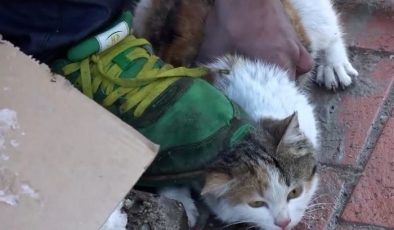 Anne ve Baba Çocuklarını Kedi Öldürmeye Azmettirdikleri İçin Ceza Aldı