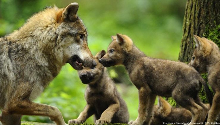 Finlandiya’da Yaklaşık 200 Kurt Var.