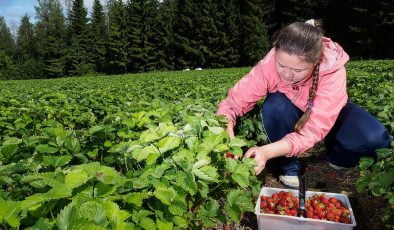 Finlandiya’da meyve toplayıcılarının yüzü gülüyor