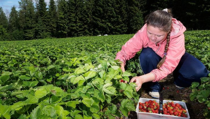 Finlandiya, Ukrayna’dan Mevsimlik İşçi Alacak