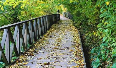 Google Koronavirüsün Finler Üzerindeki Etkilerini Paylaştı