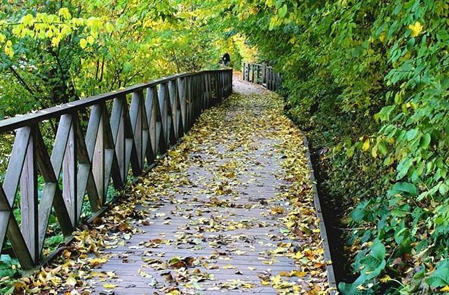 Google Koronavirüsün Finler Üzerindeki Etkilerini Paylaştı