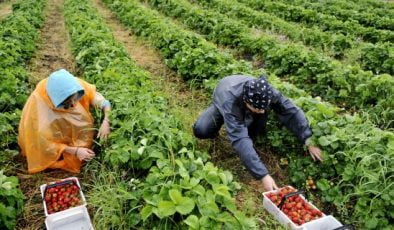 Ukrayna, Finlandiya’ya Tarım İşçisi Vermiyor