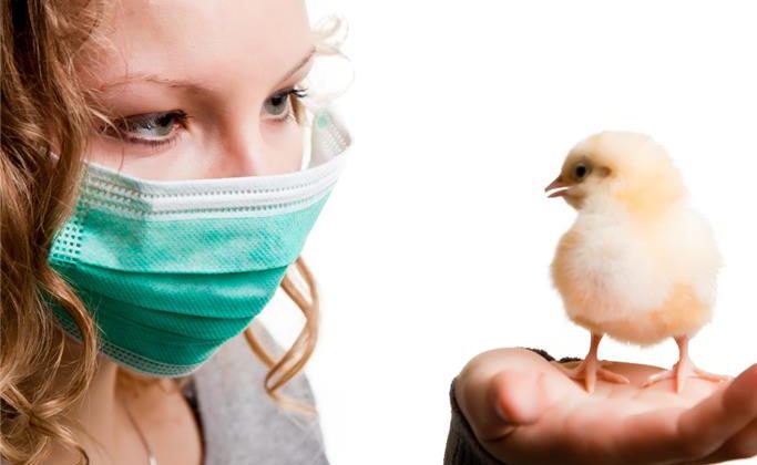 Kuş gribi tehdidine karşı önlem