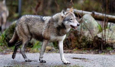 Yaralı Kurt Şehre İndi