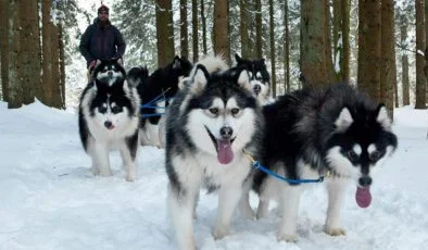 Koronavirüs Lapland turizmini vurdu, Huskyler zor durumda