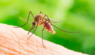 Finlandiya’da sıtmaya neden olan yeni sivrisinek türü bulundu