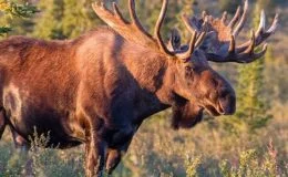 Geyik Avı Sezonu Başladı