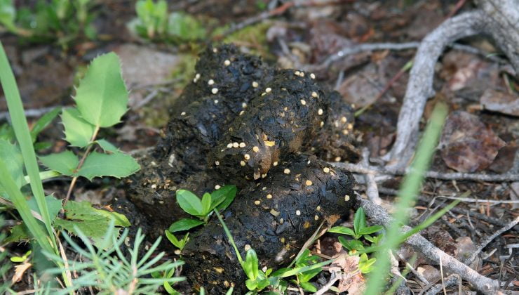 Turku’da sıra dışı bir sergi: Vay canına kaka!