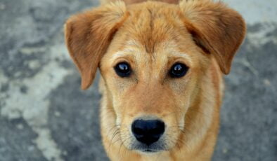 Köpeğe kötü davranan kadına ceza