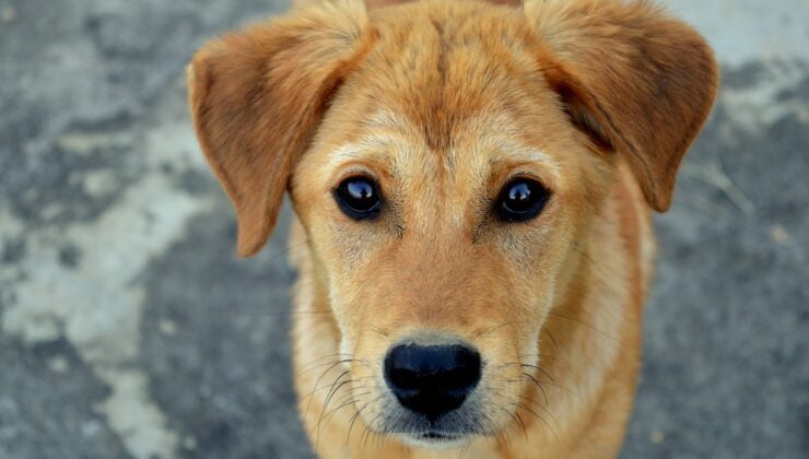 Köpeğe kötü davranan kadına ceza