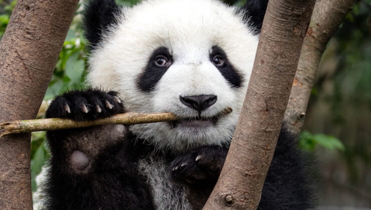 Pandalar Finlandiya meclisi Eduskunta’yı karıştırdı