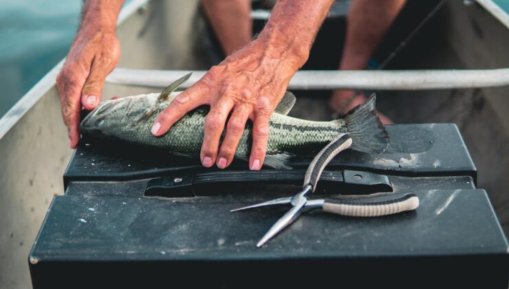 Kanun değişti, artık balıklara gereksiz acı çektirilmeyecek