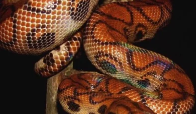 Korkeasaari’den kaçan boa yılanı “Pedro” 6 ay sonra bulundu