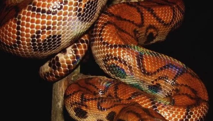 Korkeasaari’den kaçan boa yılanı “Pedro” 6 ay sonra bulundu