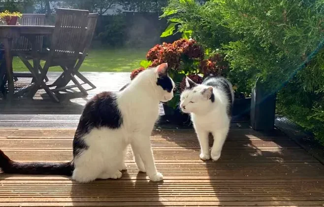 Cumhurbaşkanı Aleksandır Stubb için üzücü gün