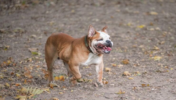 Kirkkonummi’de bir asker köpeği silahıyla öldürdü, polis soruşturma başlattı