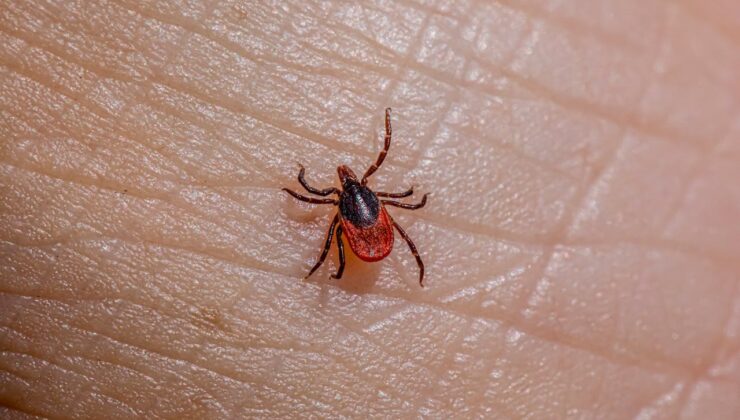 Kene mevsimi başladı: Keneler kuzeye doğru yayılmaya devam ediyor