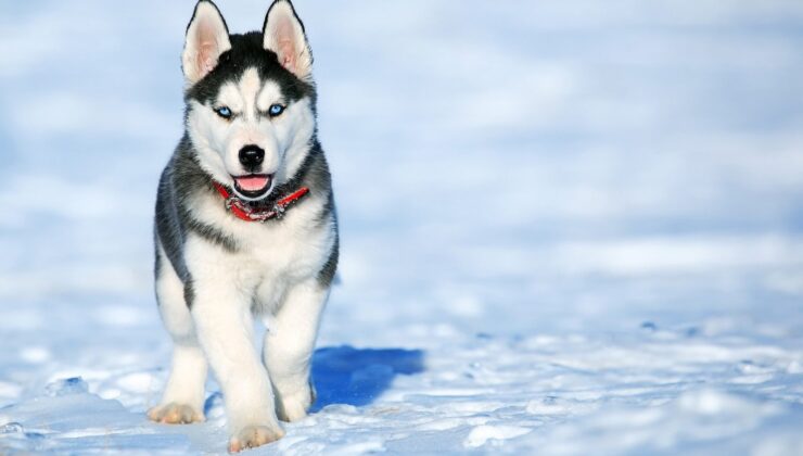 Köpek sahiplerine 5000 €’ya kadar para cezası gündemde